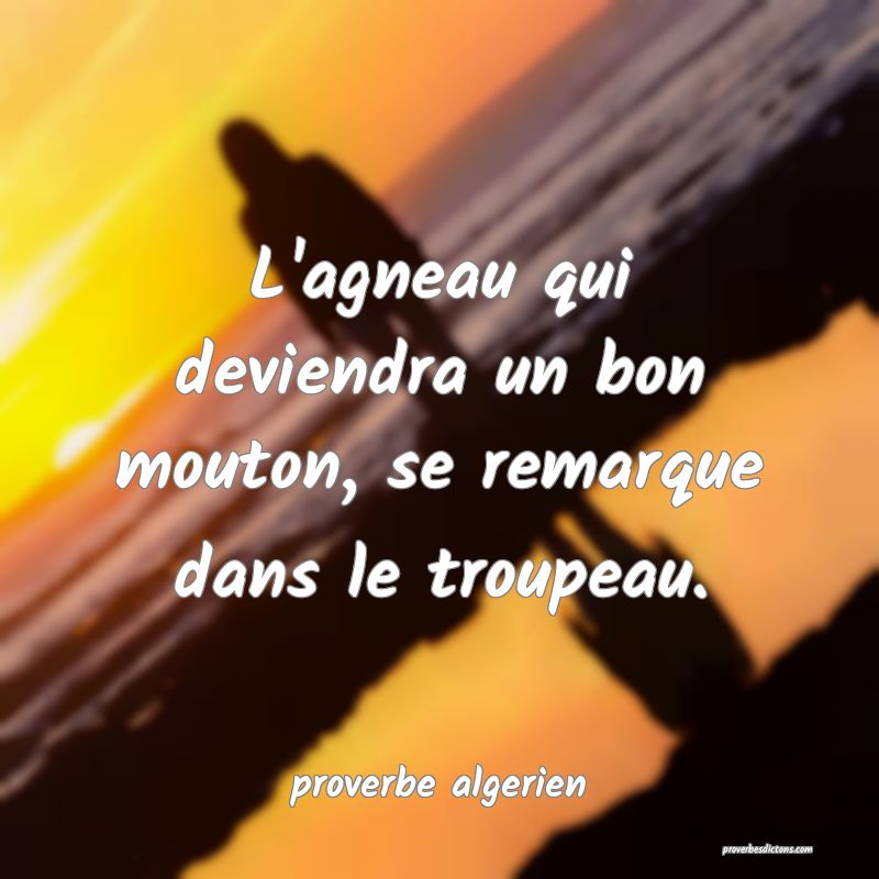  L'agneau qui deviendra un bon mouton, se remarque dans le troupeau.