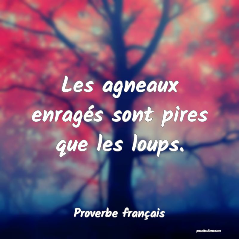 Les agneaux enragés sont pires que les loups.