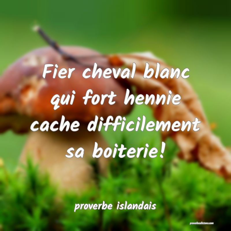  Fier cheval blanc qui fort hennie cache difficilement sa boiterie!