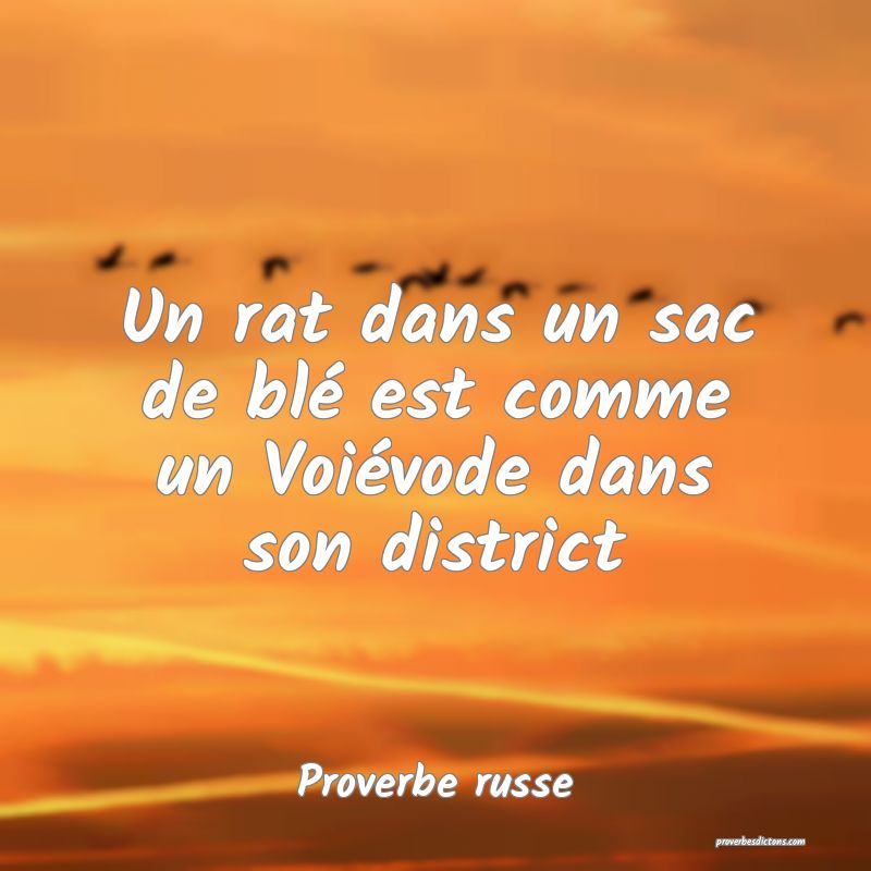  Un rat dans un sac de blé est comme un Voiévode dans son district