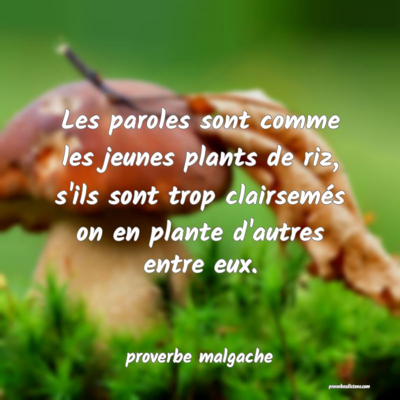 Les paroles sont comme les jeunes plants de riz, s'ils sont trop clairsemés on en plante d'autres entre eux.