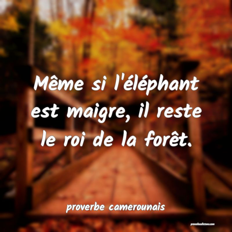  Même si l'éléphant est maigre, il reste le roi de la forêt.