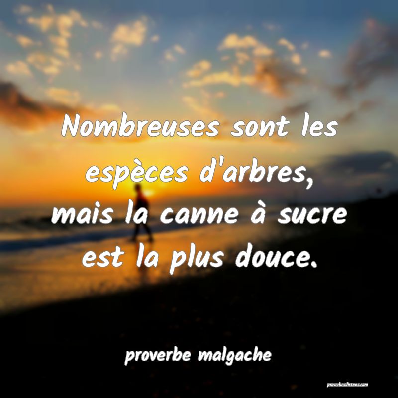  Nombreuses sont les espèces d'arbres, mais la canne à sucre est la plus douce.