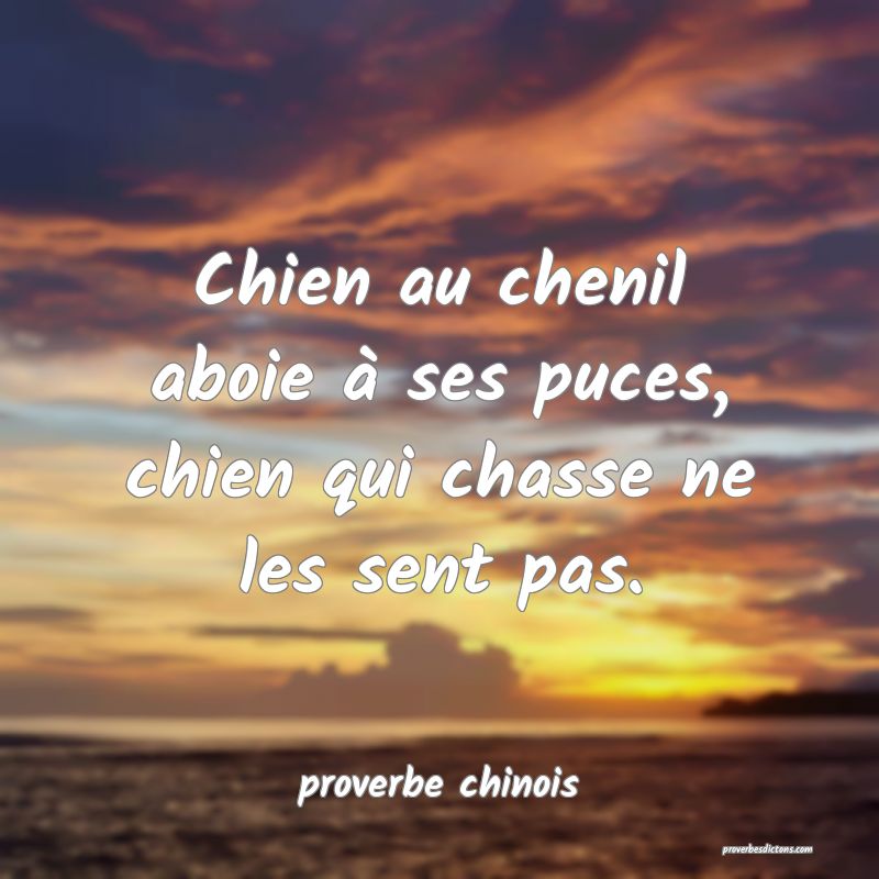  Chien au chenil aboie à ses puces, chien qui chasse ne les sent pas.