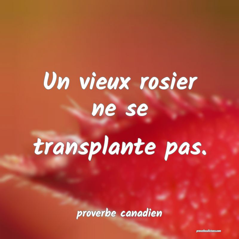  Un vieux rosier ne se transplante pas.