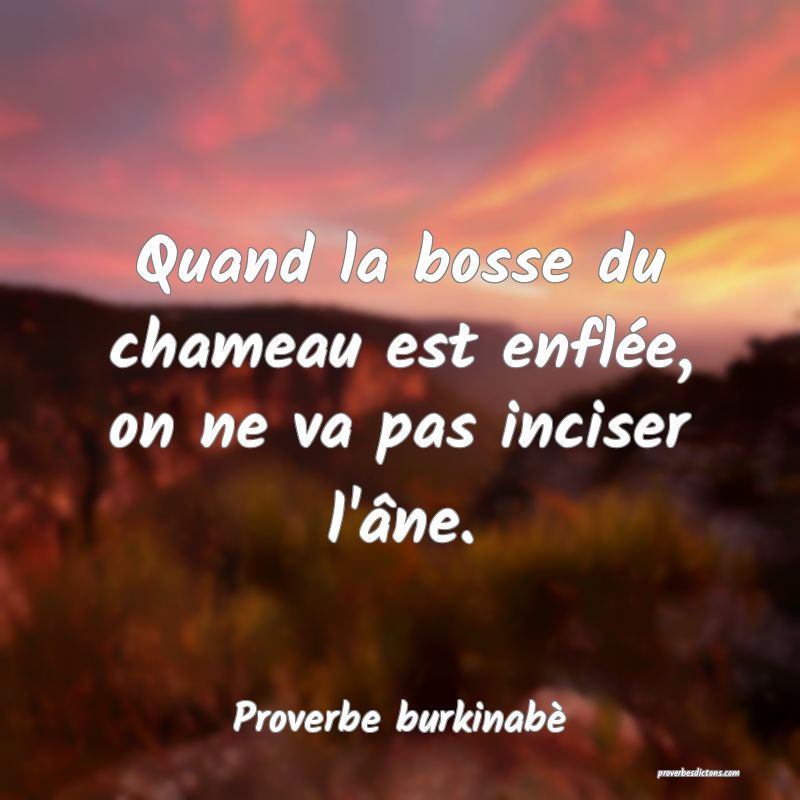  Quand la bosse du chameau est enflée, on ne va pas inciser l'âne.