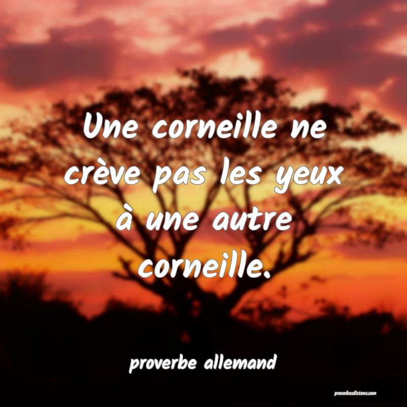  Une corneille ne crève pas les yeux à une autre corneille.