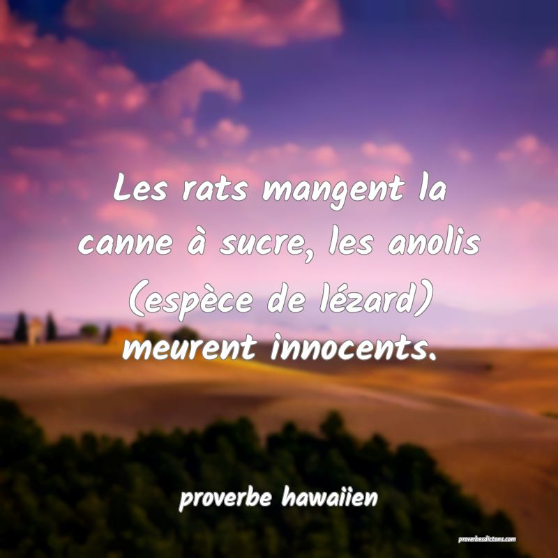  Les rats mangent la canne à sucre, les anolis (espèce de lézard) meurent innocents.