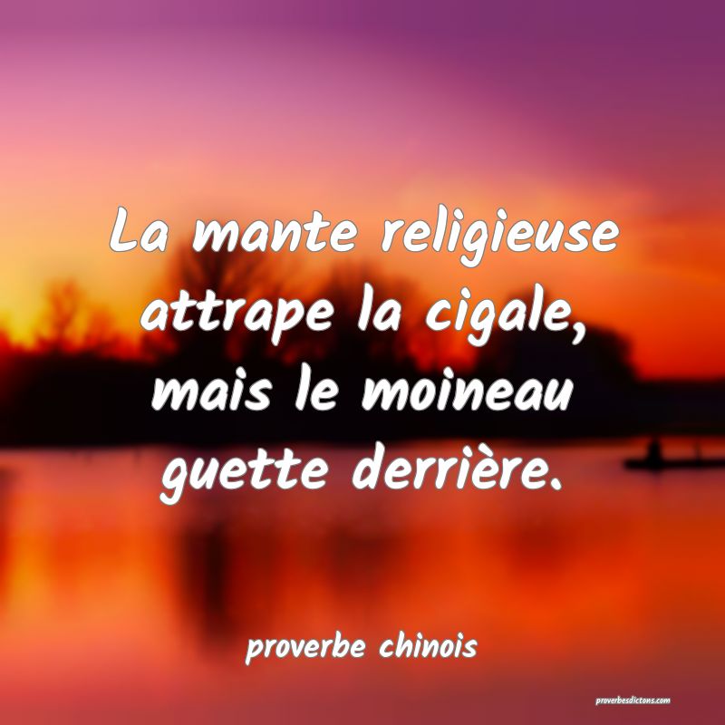  La mante religieuse attrape la cigale, mais le moineau guette derrière.