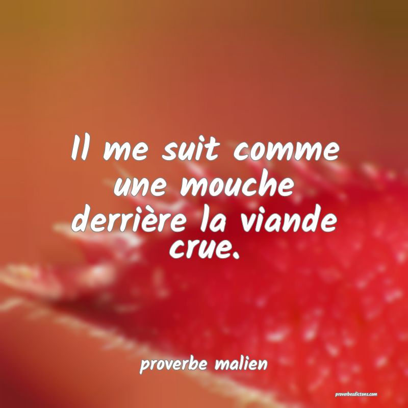  Il me suit comme une mouche derrière la viande crue.