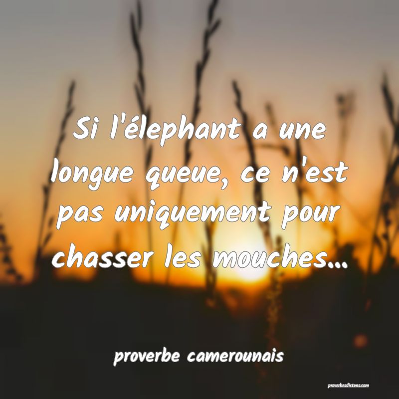  Si l'élephant a une longue queue, ce n'est pas uniquement pour chasser les mouches...