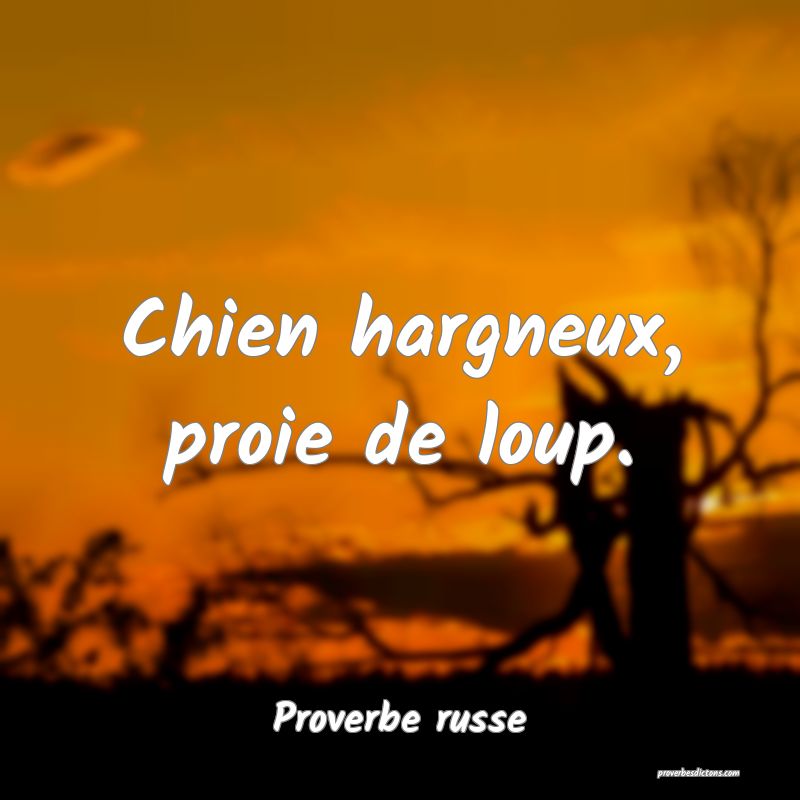  Chien hargneux, proie de loup.