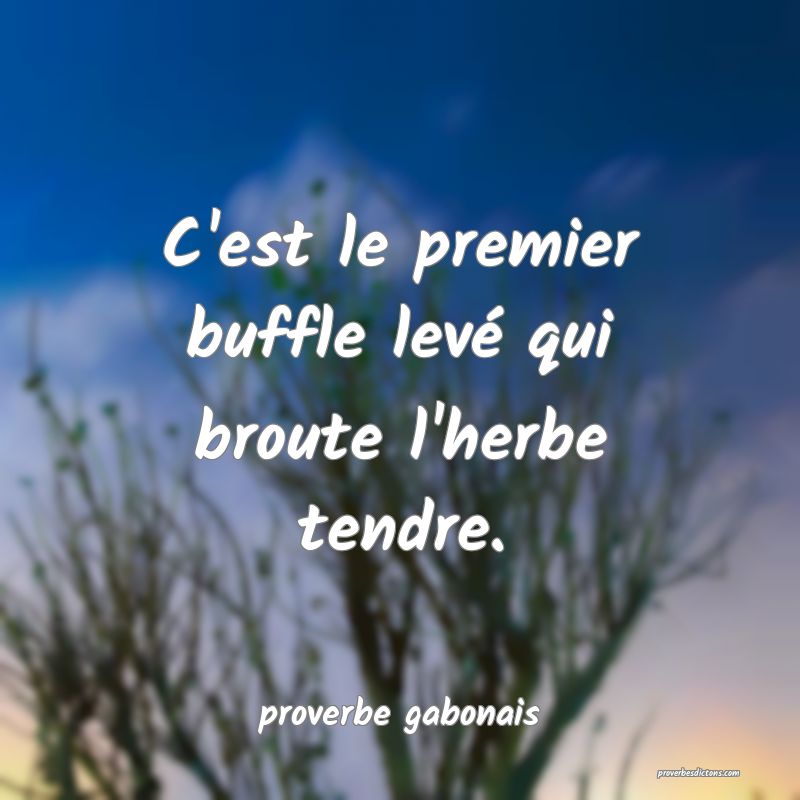  C'est le premier buffle levé qui broute l'herbe tendre.