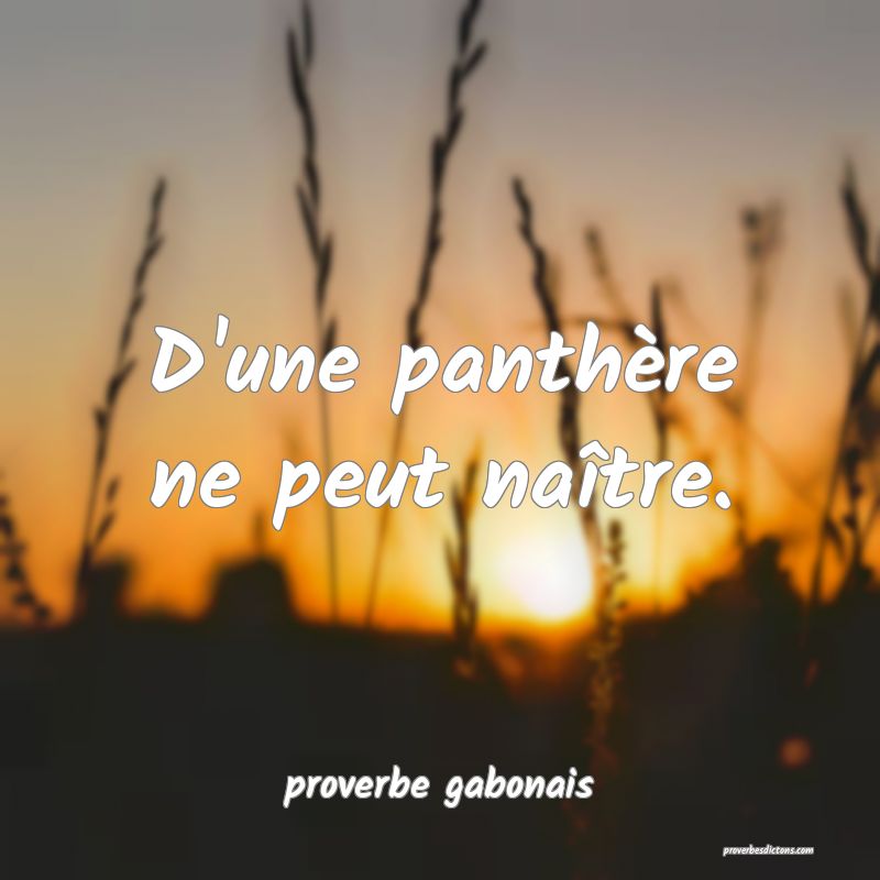  D'une panthère ne peut naître.
