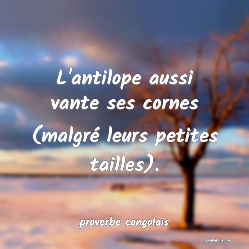  L'antilope aussi vante ses cornes (malgré leurs petites tailles).