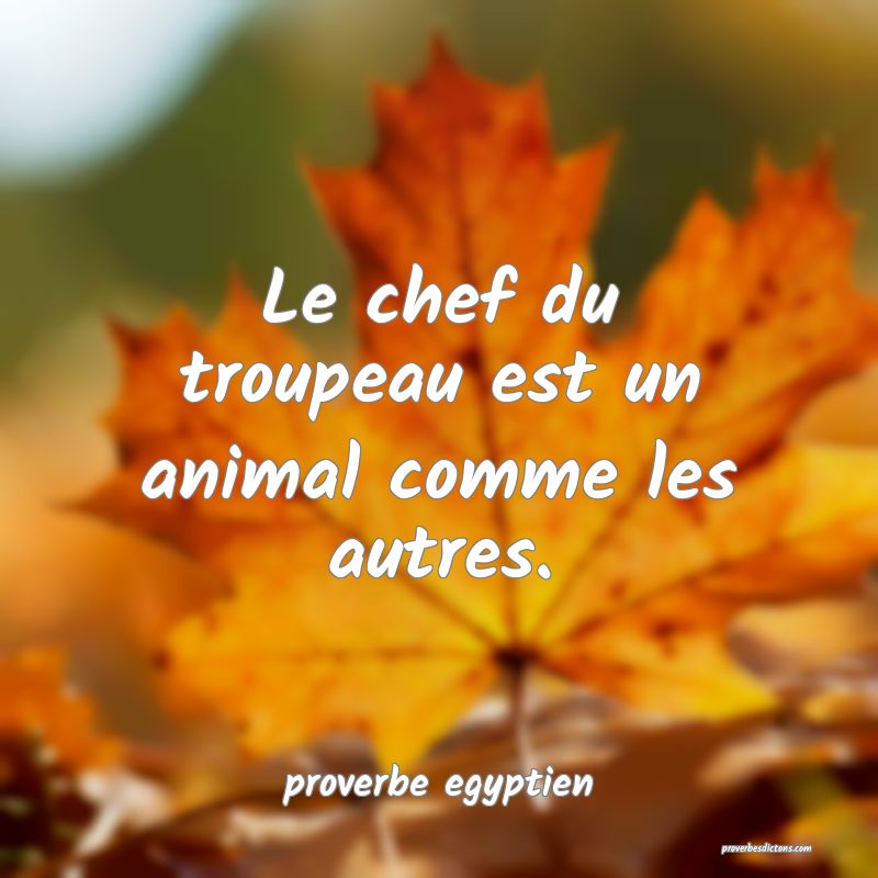  Le chef du troupeau est un animal comme les autres.