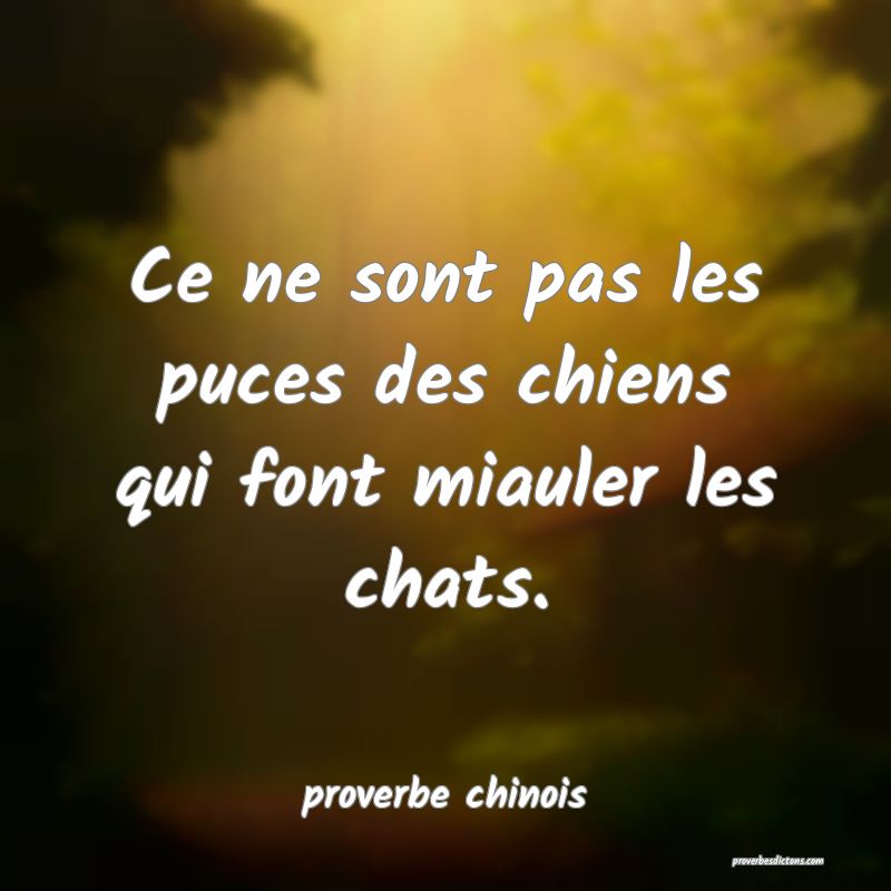  Ce ne sont pas les puces des chiens qui font miauler les chats.