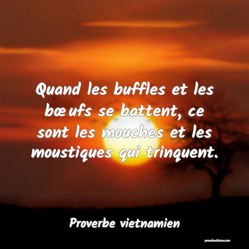 Quand les buffles et les bœufs se battent, ce sont les mouches et les moustiques qui trinquent.