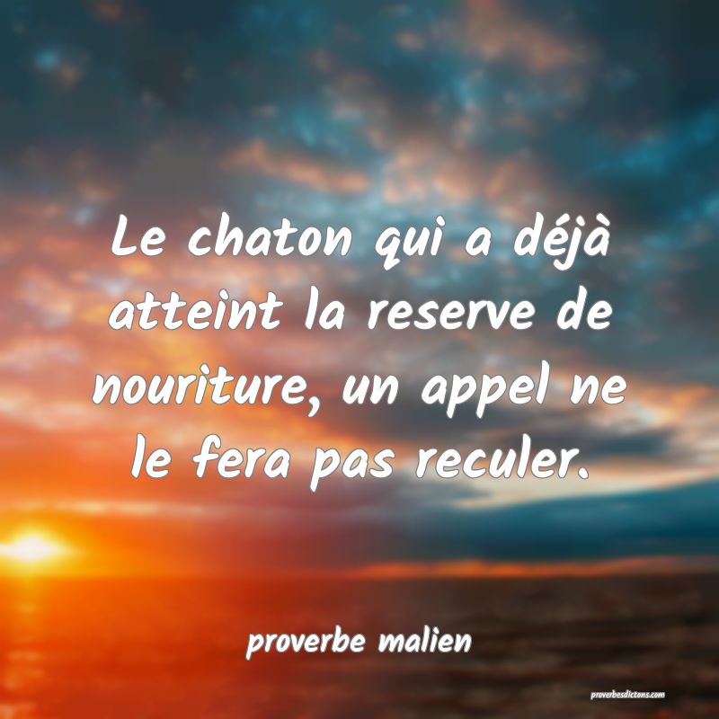  Le chaton qui a déjà atteint la reserve de nouriture, un appel ne le fera pas reculer.