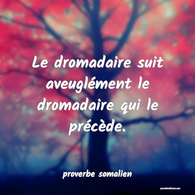  Le dromadaire suit aveuglément le dromadaire qui le précède.