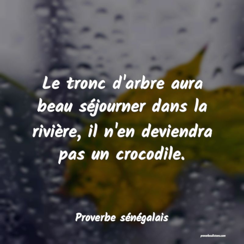 Le tronc d'arbre aura beau séjourner dans la rivière, il n'en deviendra pas un crocodile.