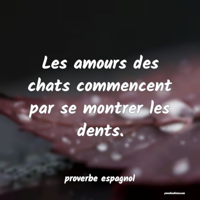  Les amours des chats commencent par se montrer les dents.