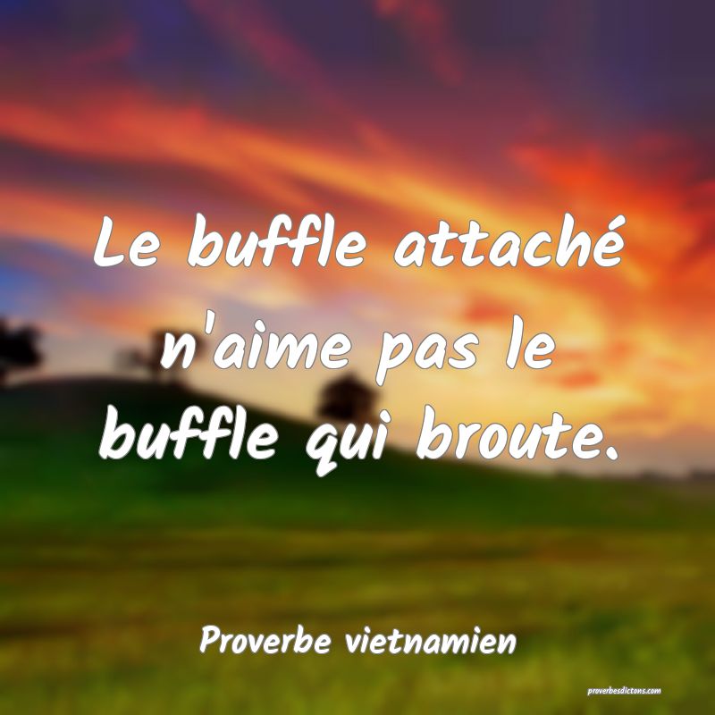  Le buffle attaché n'aime pas le buffle qui broute.