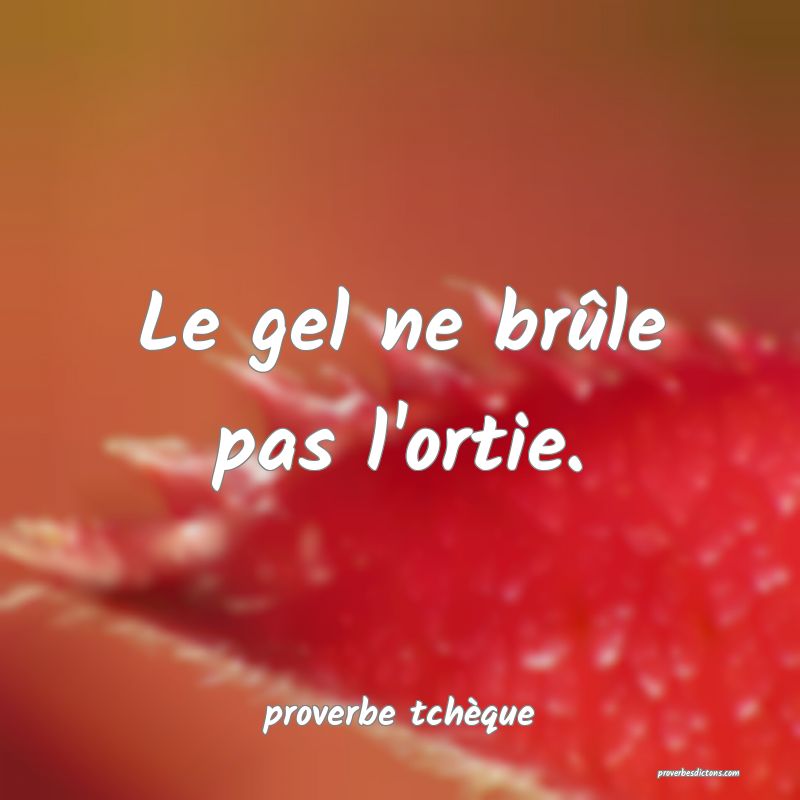 Le gel ne brûle pas l'ortie.