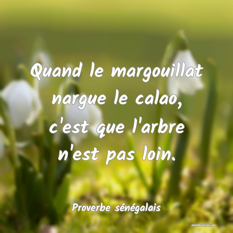  Quand le margouillat nargue le calao, c'est que l'arbre n'est pas loin.
