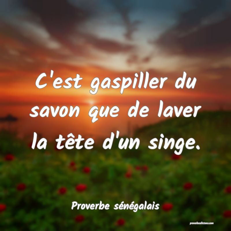  C'est gaspiller du savon que de laver la tête d'un singe.
