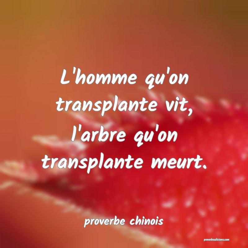  L'homme qu'on transplante vit, l'arbre qu'on transplante meurt.