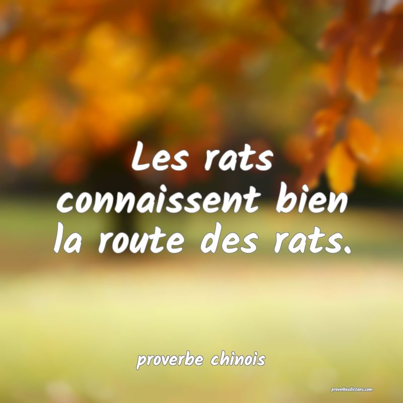  Les rats connaissent bien la route des rats.