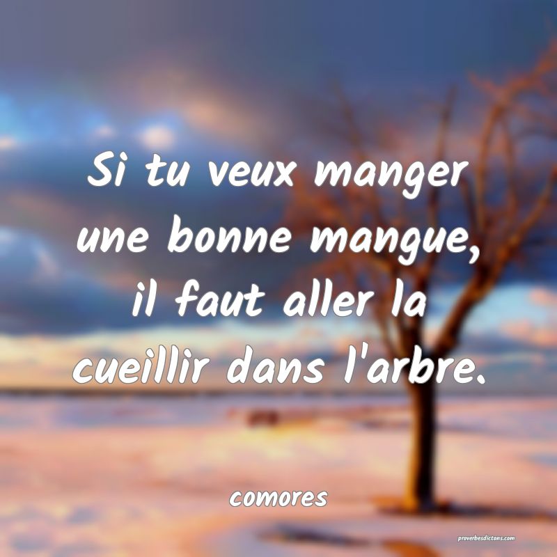  Si tu veux manger une bonne mangue, il faut aller la cueillir dans l'arbre.
