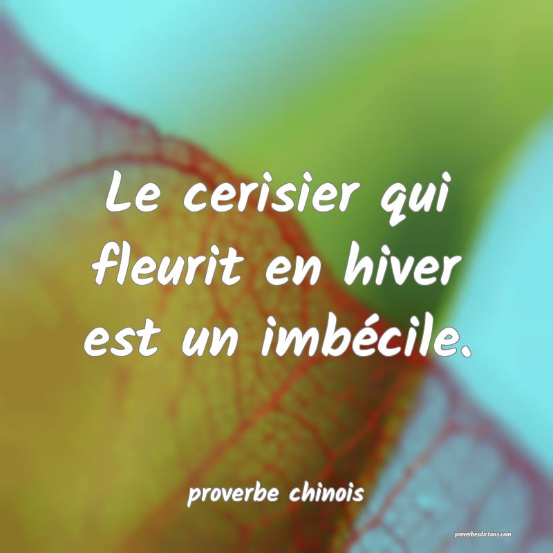  Le cerisier qui fleurit en hiver est un imbécile.