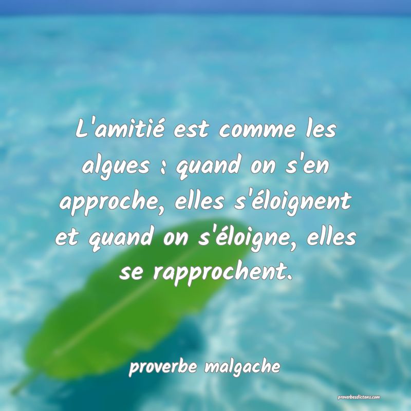  L'amitié est comme les algues : quand on s'en approche, elles s'éloignent et quand on s'éloigne, elles se rapprochent.