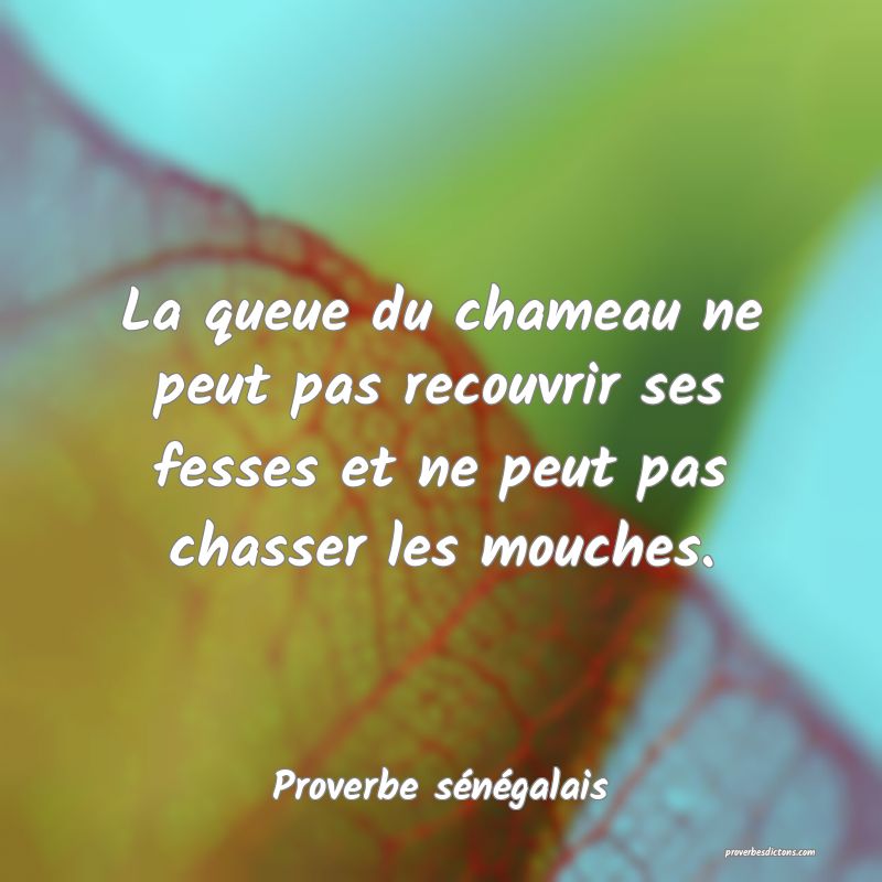  La queue du chameau ne peut pas recouvrir ses fesses et ne peut pas chasser les mouches.