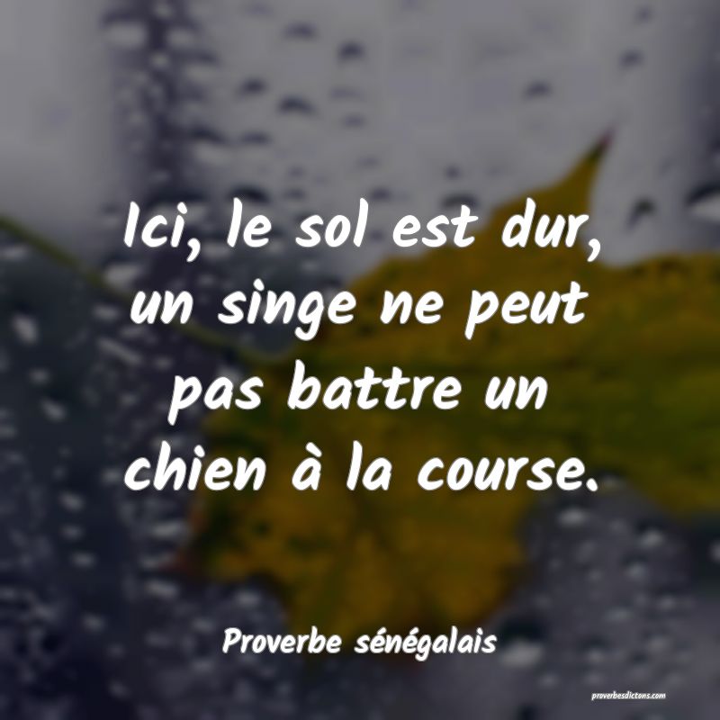  Ici, le sol est dur, un singe ne peut pas battre un chien à la course. 