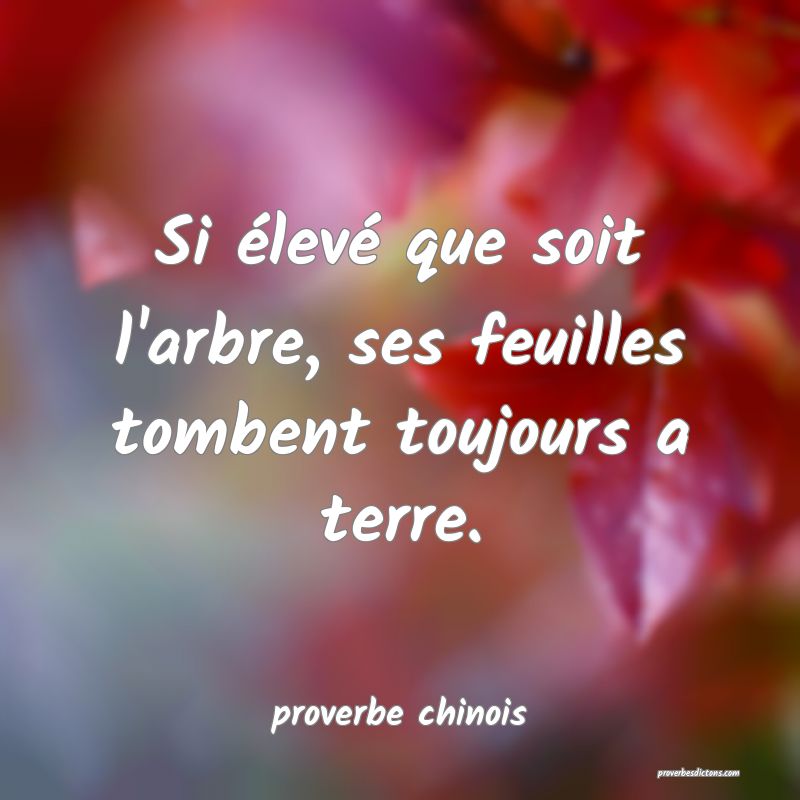 Si élevé que soit l'arbre, ses feuilles tombent toujours a terre.