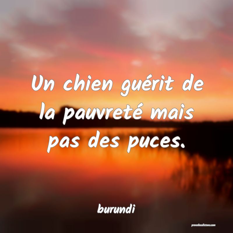  Un chien guérit de la pauvreté mais pas des puces.