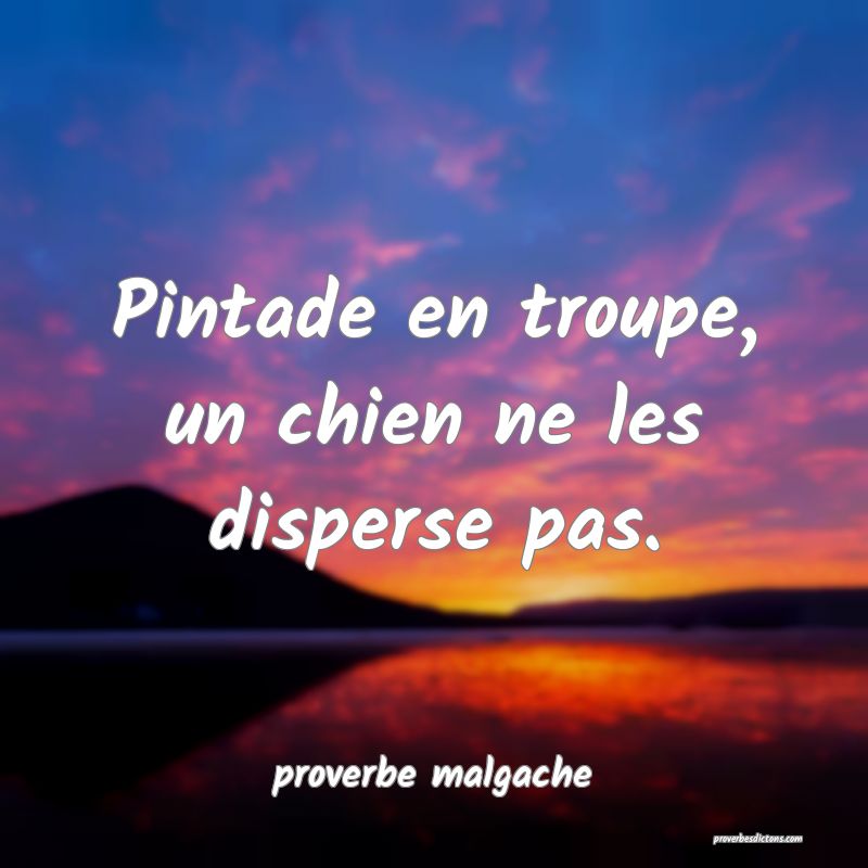 Pintade en troupe, un chien ne les disperse pas.