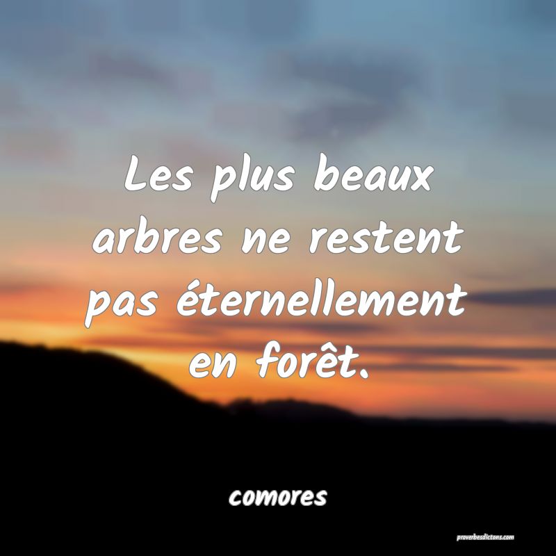  Les plus beaux arbres ne restent pas éternellement en forêt.