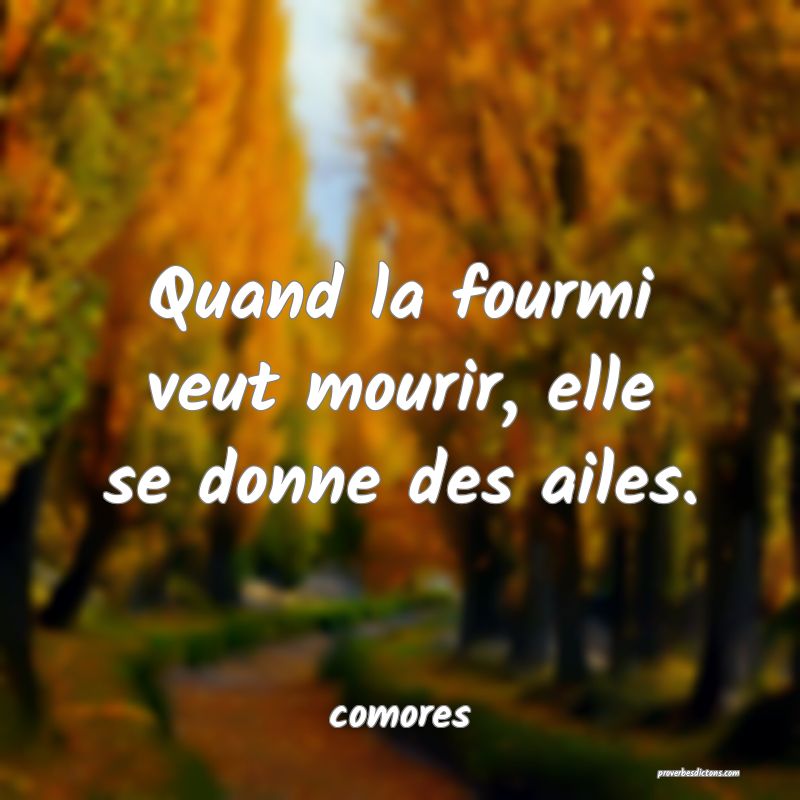  Quand la fourmi veut mourir, elle se donne des ailes.