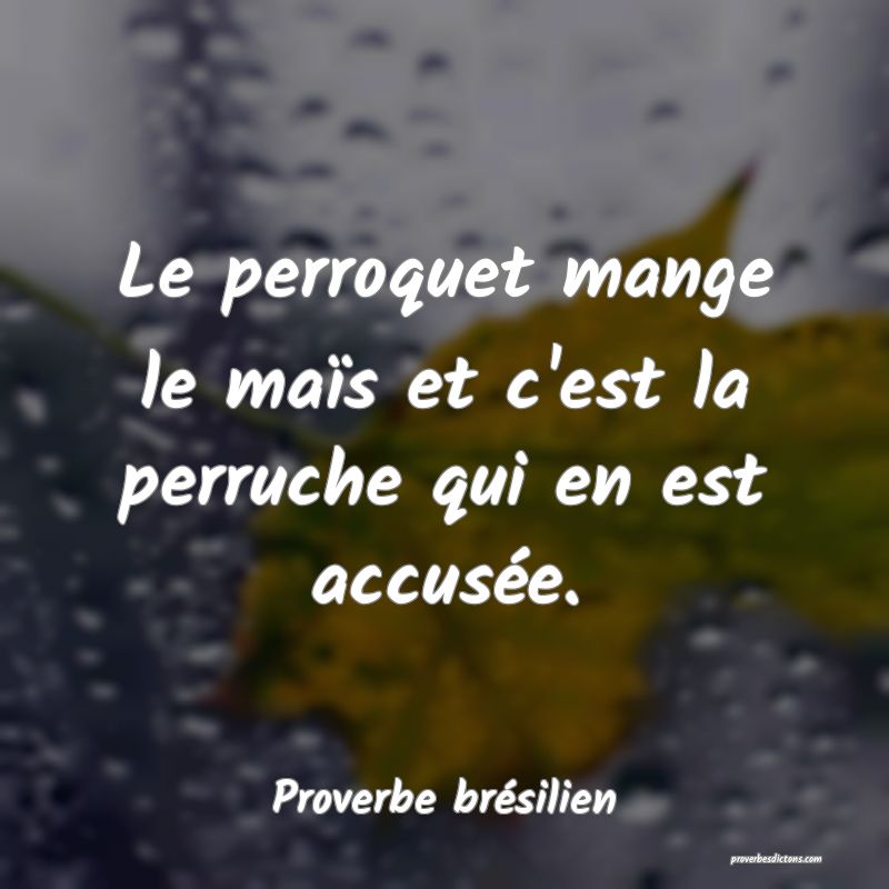 Le perroquet mange le maïs et c'est la perruche qui en est accusée.