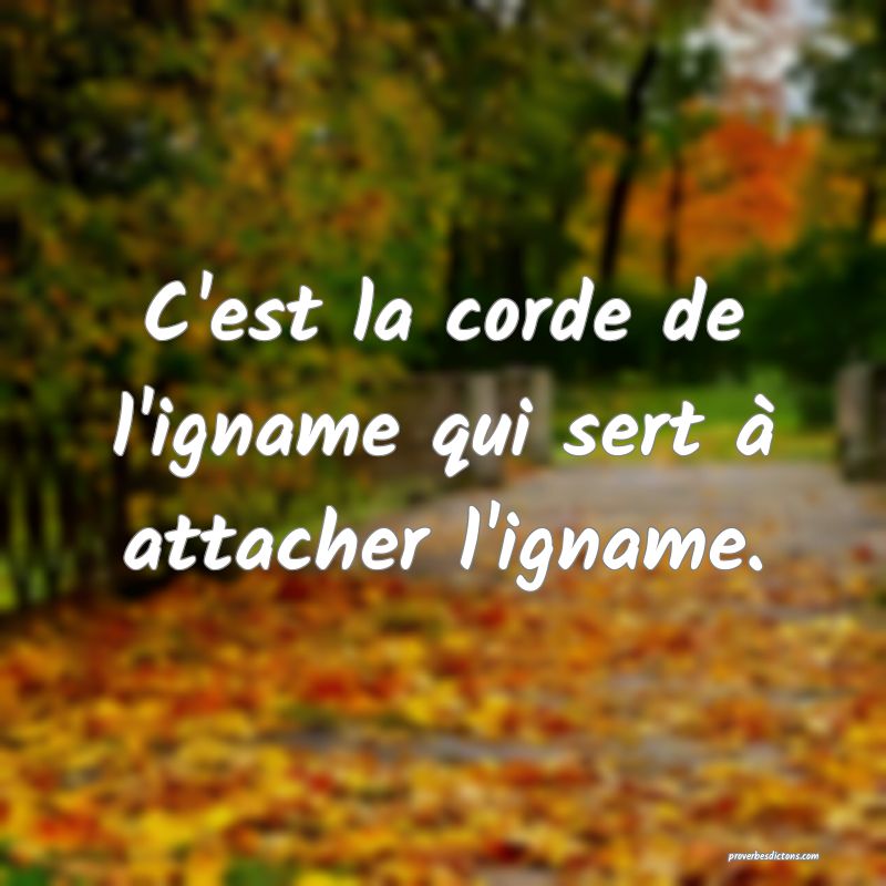 C'est la corde de l'igname qui sert à attacher l'igname.