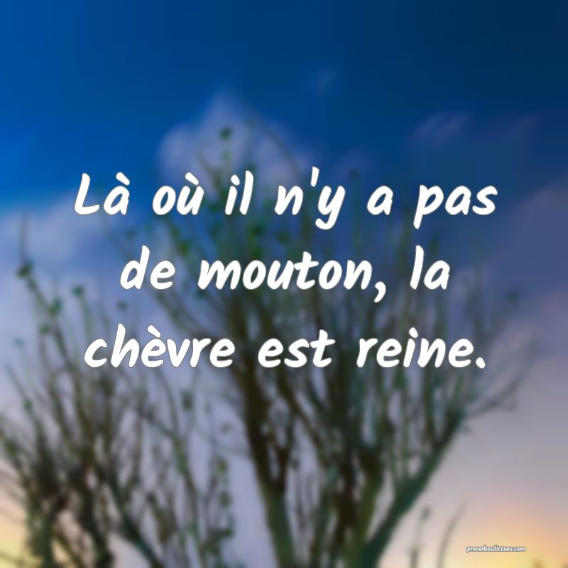Là où il n'y a pas de mouton, la chèvre est reine.