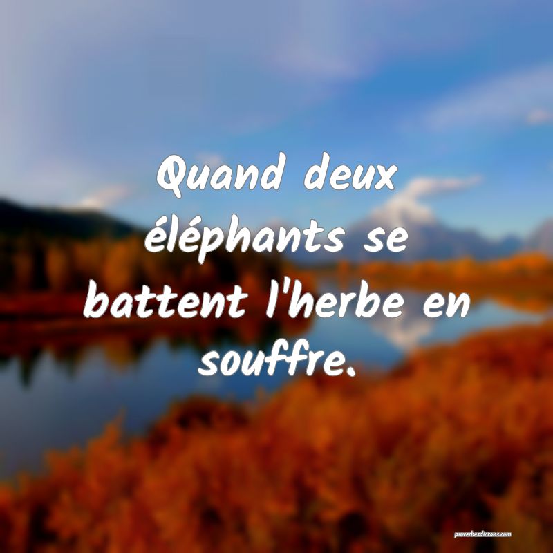 Quand deux éléphants se battent l'herbe en souffre.