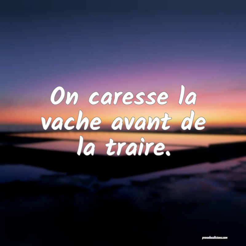 On caresse la vache avant de la traire.
