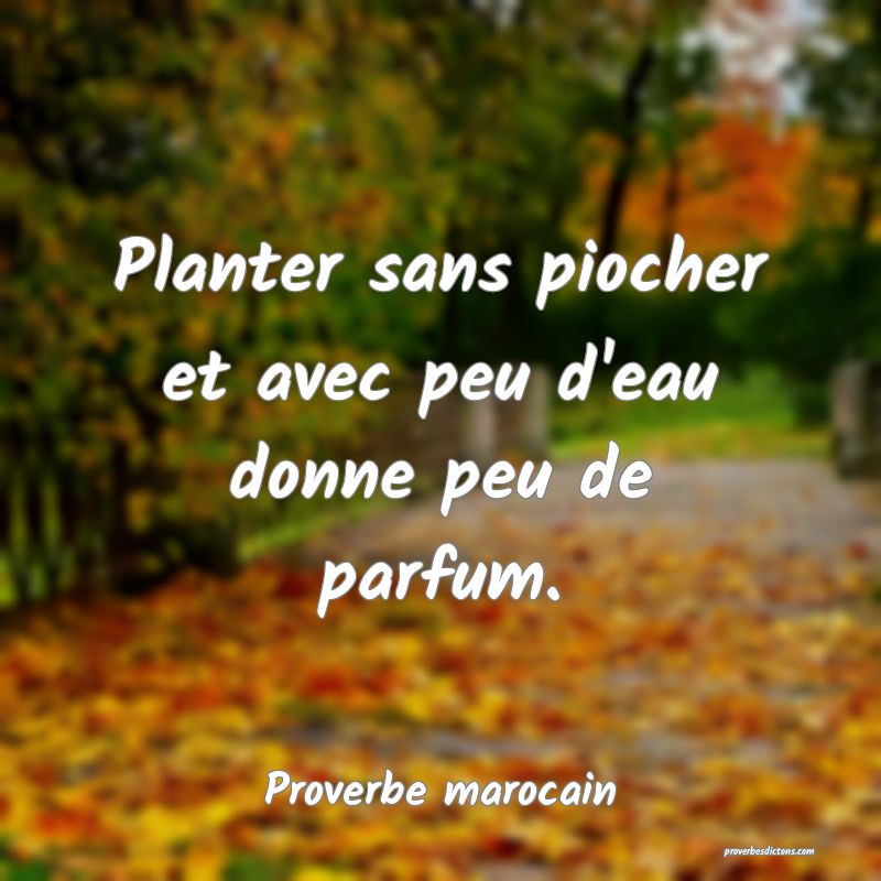 Planter sans piocher et avec peu d'eau donne peu de parfum.