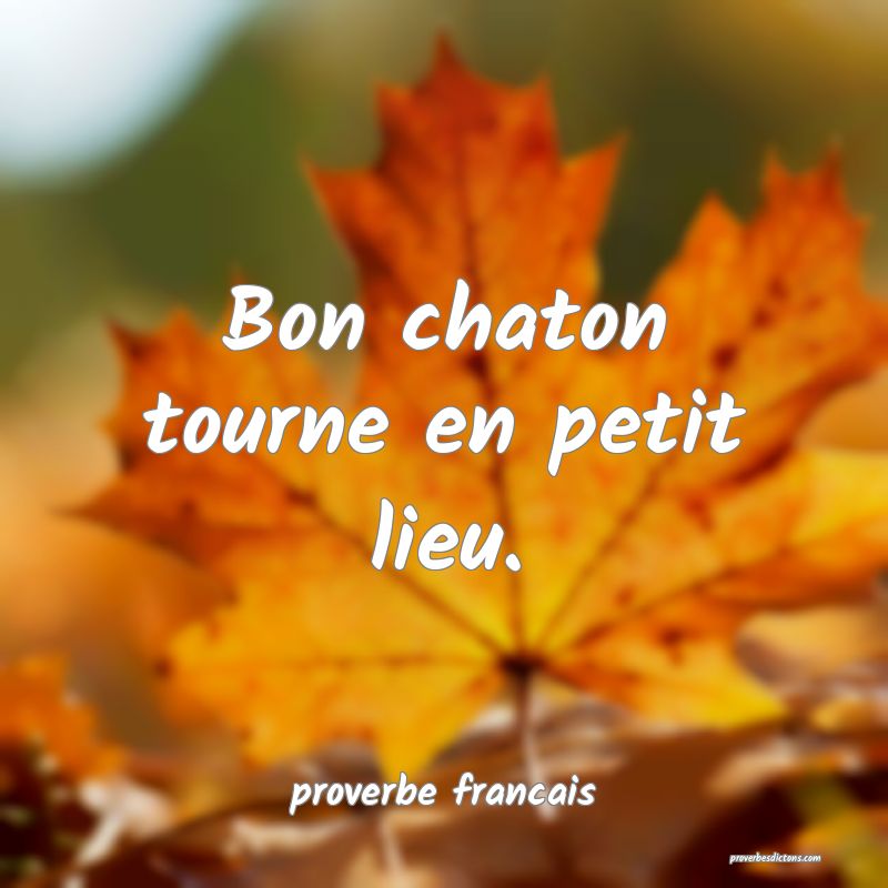 Bon chaton tourne en petit lieu.