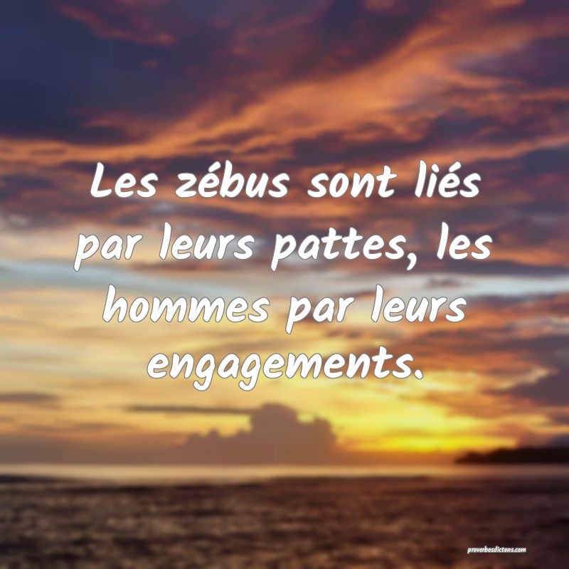 Les zébus sont liés par leurs pattes, les hommes par leurs engagements.
